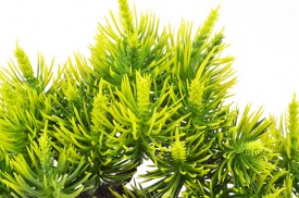 Mini bonsai 3 colores 3203 (1).jpg